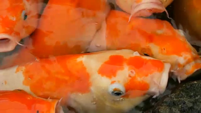 大鱼群鱼日本红鲤鱼搞笑张开嘴特写