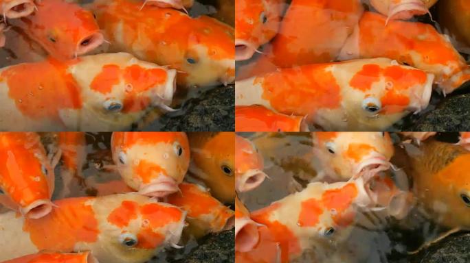 大鱼群鱼日本红鲤鱼搞笑张开嘴特写