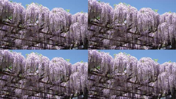 紫藤盛开