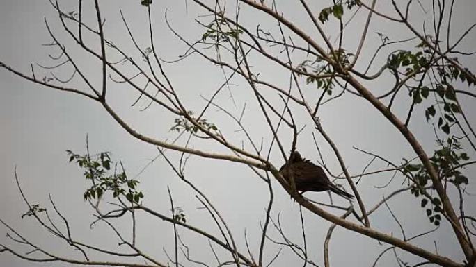 鸽子坐在树枝上