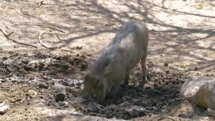 疣猪正在大草原上挖土