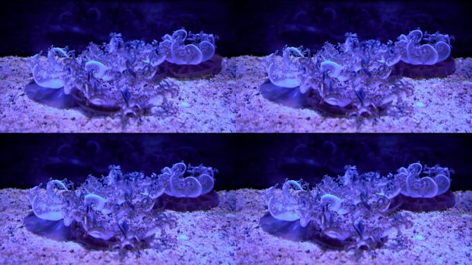 海月水母在夜间的舒缓运动