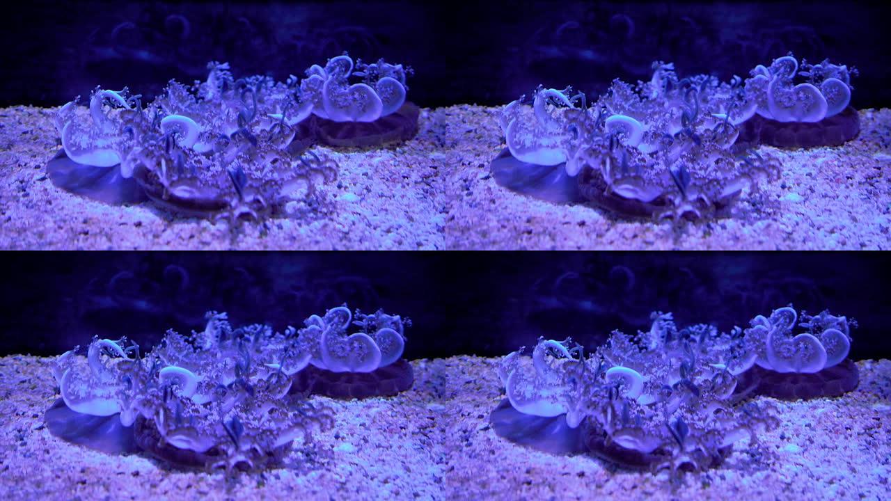 海月水母在夜间的舒缓运动