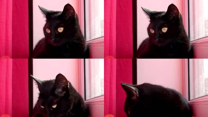 可爱的黑色幼猫紧张地看着窗外