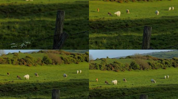 法国诺曼底，阳光明媚的日子，奶牛在绿色的草地上吃草。牛养殖、工业农业概念。夏季乡村景观，驯养牲畜牧场