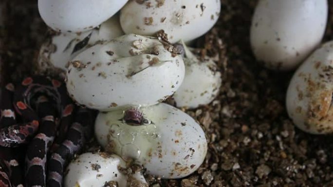 玉米蛇已经开始从卵中冒出来，您可以在这张照片中看到一条蛇完全从卵中冒出来