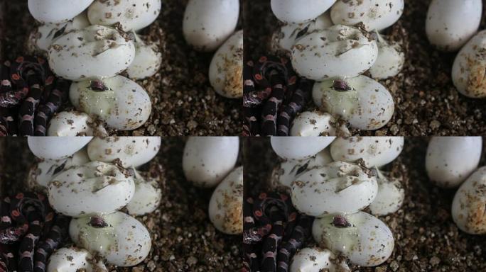 玉米蛇已经开始从卵中冒出来，您可以在这张照片中看到一条蛇完全从卵中冒出来