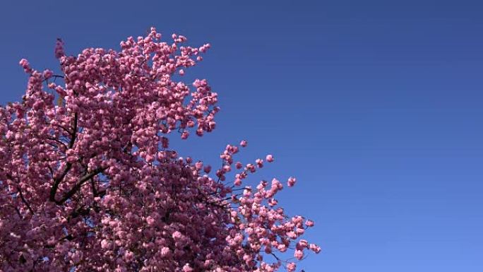 樱花树在白天的蓝天上，背景中没有云。