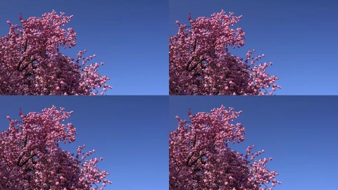 樱花树在白天的蓝天上，背景中没有云。