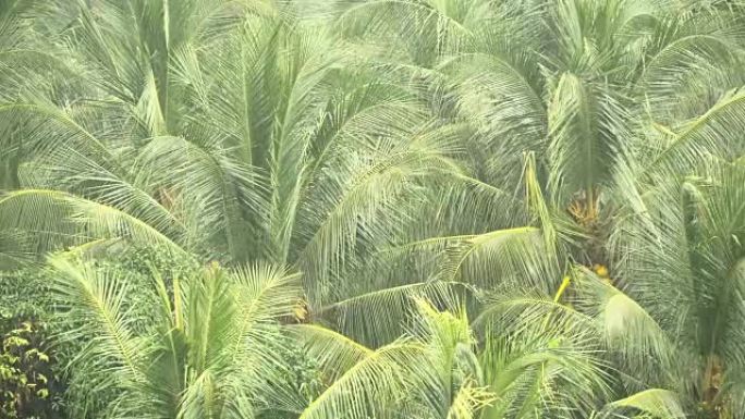 在热带雨中，椰树的绿色树枝在风中飘扬