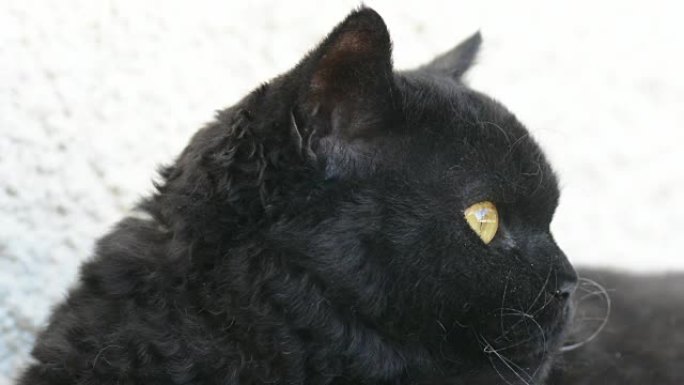 户外黄色眼睛的黑猫。黑猫躺在外面的阳台上看着。塞尔柯克雷克斯
