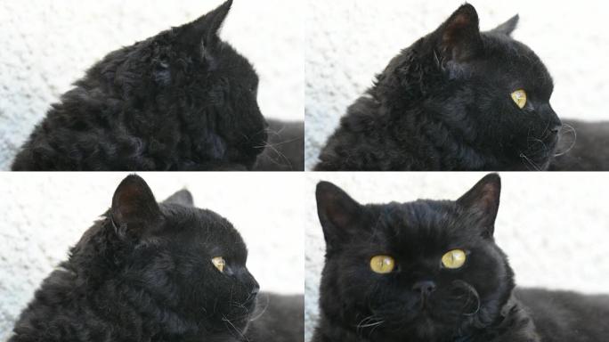 户外黄色眼睛的黑猫。黑猫躺在外面的阳台上看着。塞尔柯克雷克斯