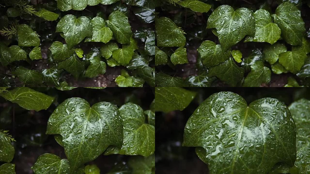 荧光植物