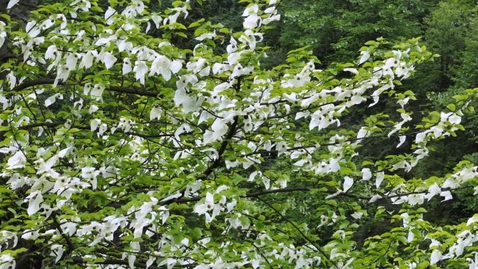 国家保护植物珙桐树生长开花唯美鸽子花飞舞