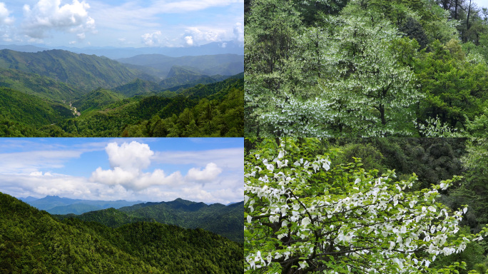 国家保护植物珙桐树生长开花唯美鸽子花飞舞