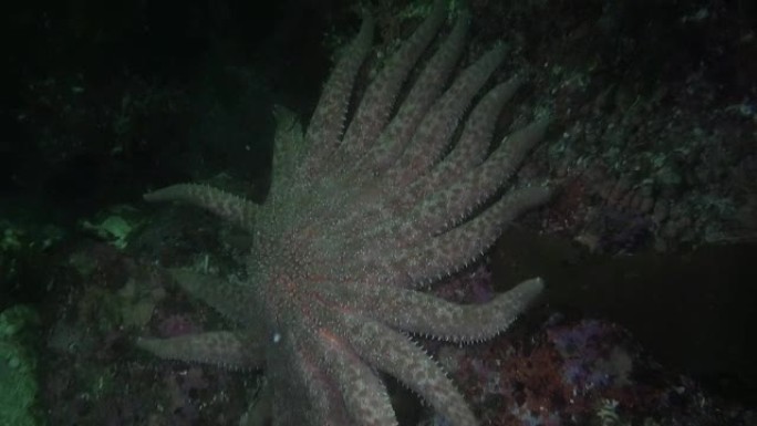 背景上的Actinia海葵在阿拉斯加海洋水下惊人的珊瑚。