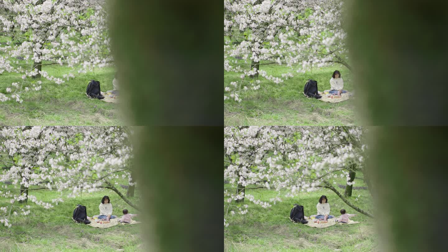 樱花树下的母子 野餐