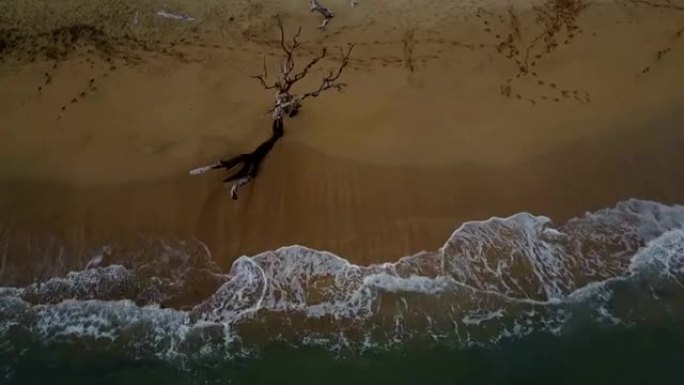 茂宜岛冲浪边缘的枯树