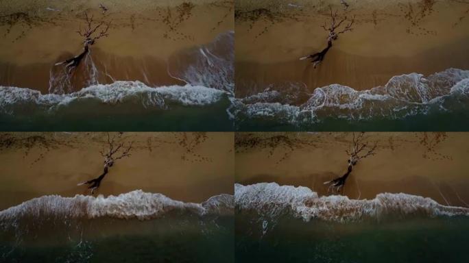 茂宜岛冲浪边缘的枯树