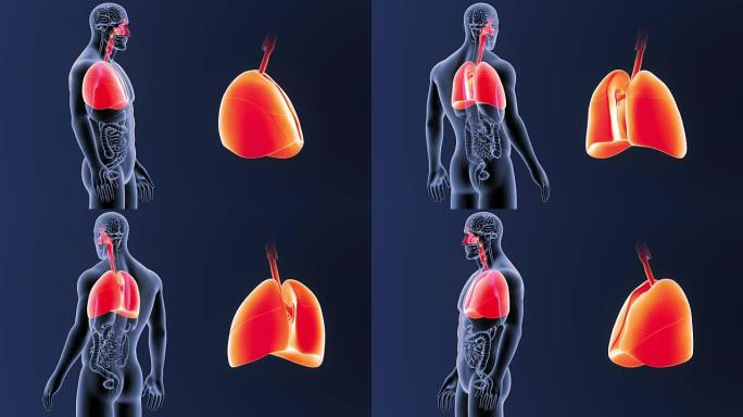 人体肺部随器官放大