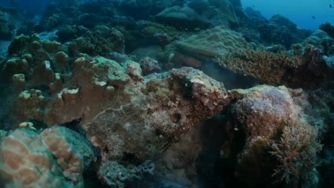 藏在珊瑚岩中的大大理石石斑鱼