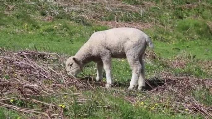 羊羔羊母羊可爱吃春
