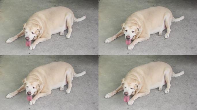 肥狗拉布拉多猎犬11岁气喘吁吁，地板上呼吸急促