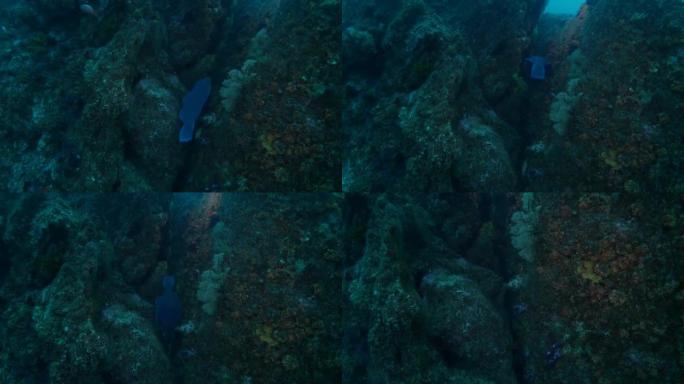 日本珊瑚礁中的蓝色驼头鹦嘴鱼