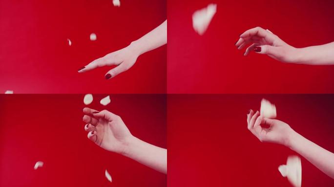 女孩的手在白玫瑰的花瓣中。