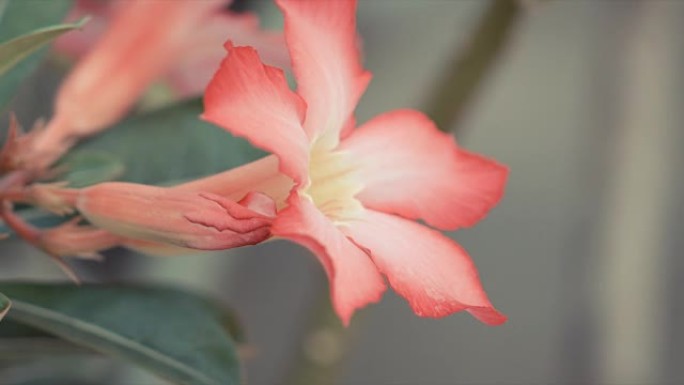 腺花被称为沙漠玫瑰，何首乌。