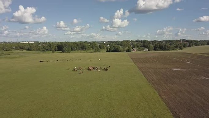 放牧的马是绿色的牧场。马在田野里吃草。绿色草地上棕色马的鸟瞰图。