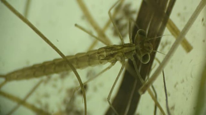 蜻蜓的幼虫，显微镜下的飞行加法器