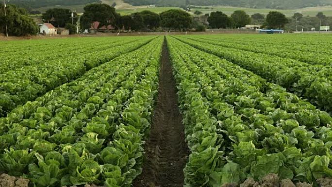 美国加利福尼亚州肥沃的农田上生长着新鲜的绿色作物