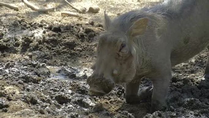 疣猪使用鼻子在非洲大草原上挖掘