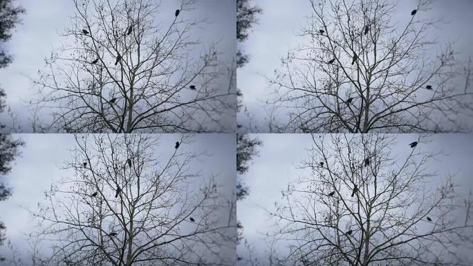 乌鸦坐在没有叶子的树上，散焦的背景