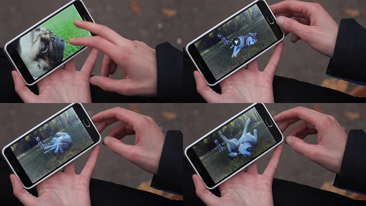 一个年轻人在街上的智能手机上浏览有关动物的幽默视频。