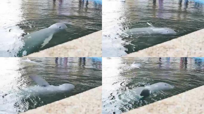 白海豚在游泳池里游泳