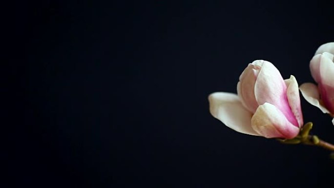 美丽的粉红色玉兰花