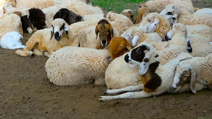 在阳光明媚的晴天，一群羊在maedow的阴凉处休息。