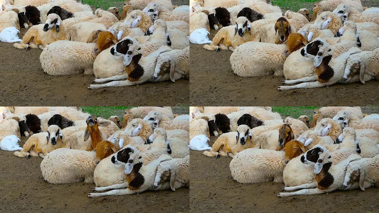 在阳光明媚的晴天，一群羊在maedow的阴凉处休息。