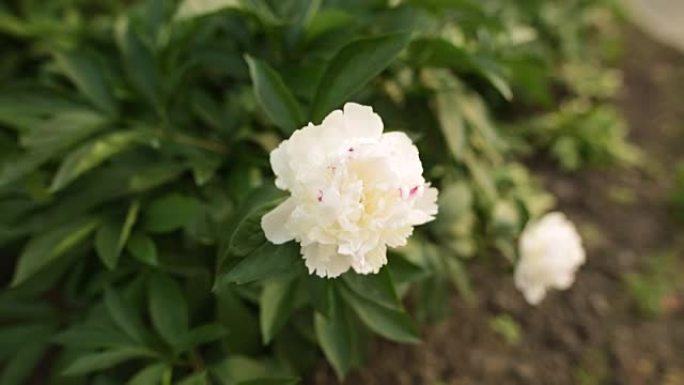 美丽的白牡丹花瓣。特写镜头