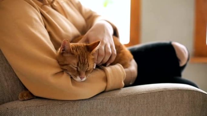 年轻女人和她的猫