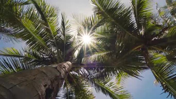 椰子树日落