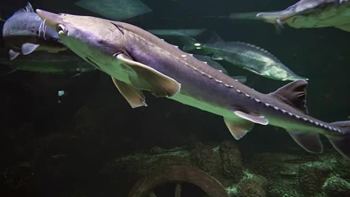 淡水水族馆中巨大美丽的鲟鱼素材视频