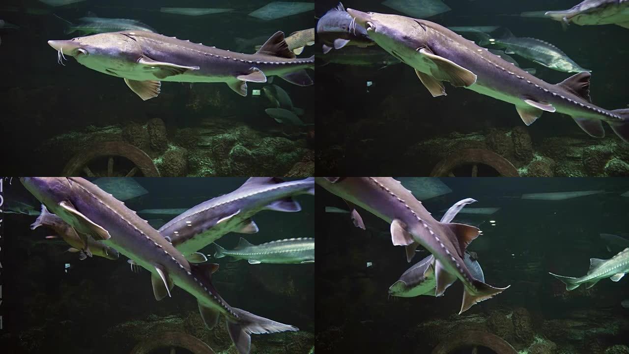 淡水水族馆中巨大美丽的鲟鱼素材视频