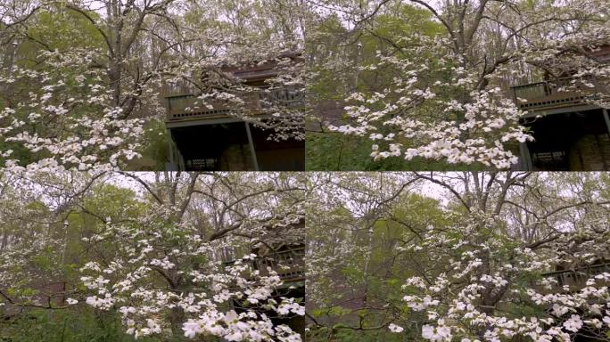 春天，白山茱wood在小木屋前开花
