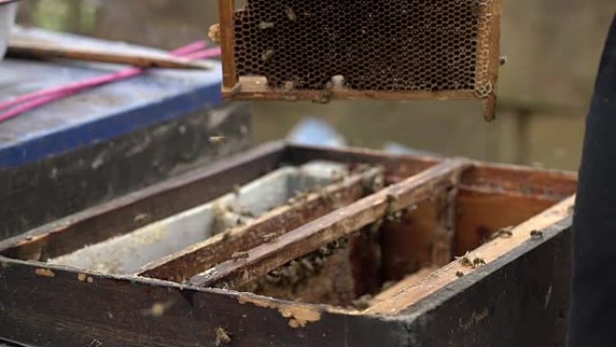 蜜蜂农夫从蜜蜂盒中提取蜂蜜