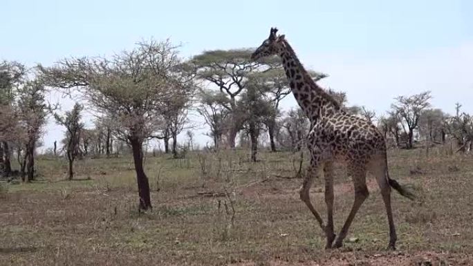 野生马赛或乞力马扎罗长颈鹿世界上最高的陆地哺乳动物的视频