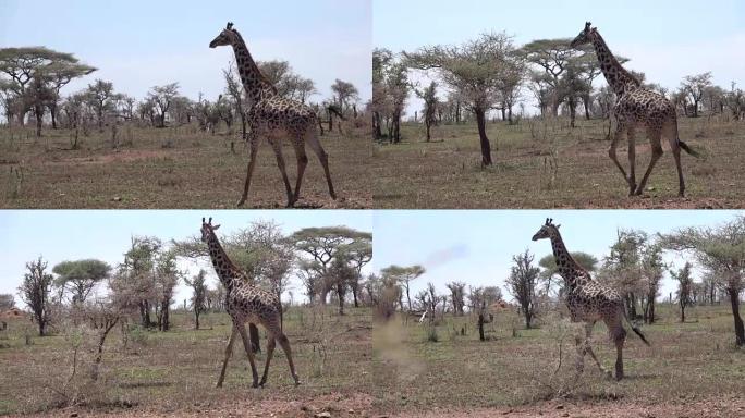 野生马赛或乞力马扎罗长颈鹿世界上最高的陆地哺乳动物的视频