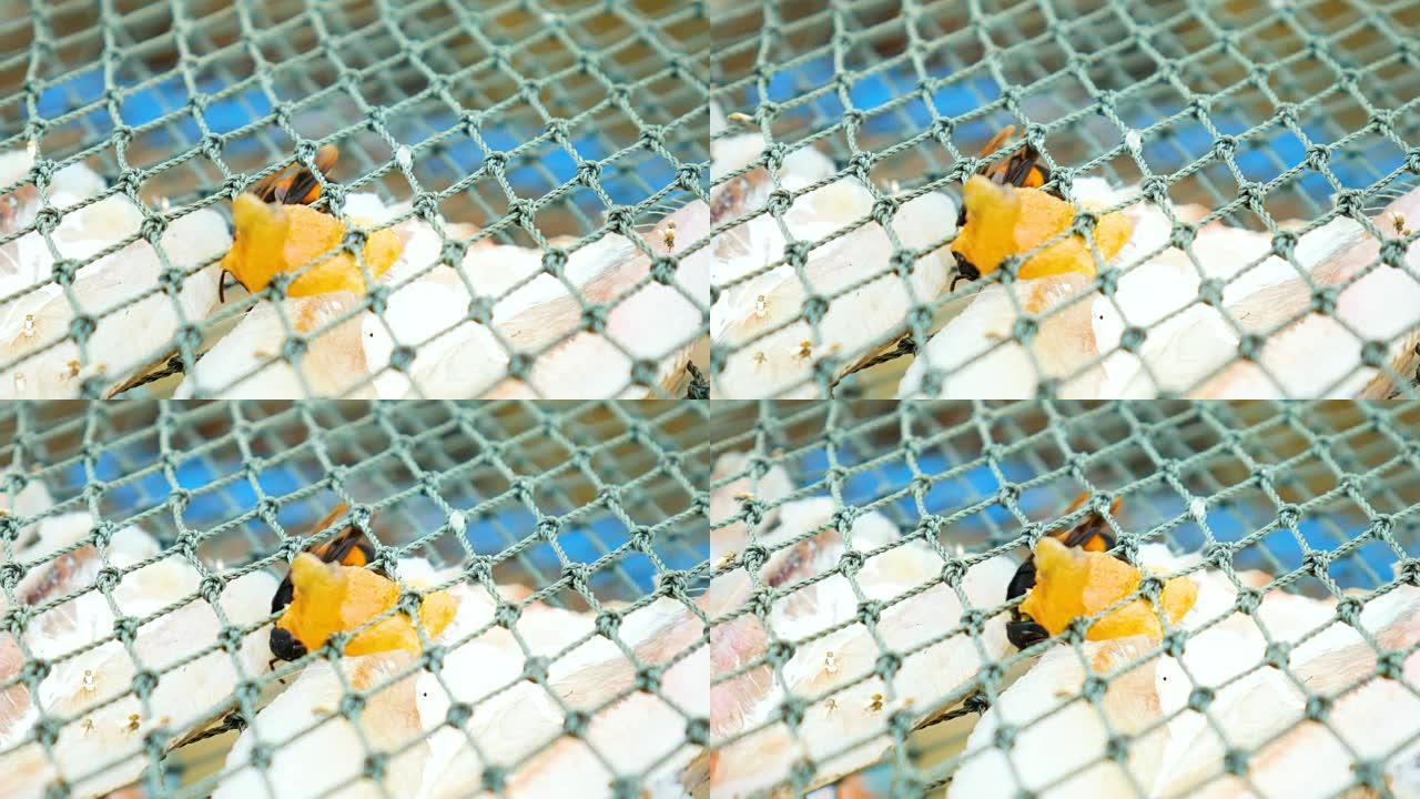 黄蜂在渔网中吃新鲜的鱼